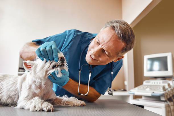 Best Emergency Dentist for Knocked-Out Tooth in Ridgway, PA